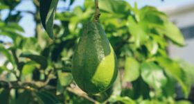 NZ wird 2023 zum Mittelpunkt der Avocado-Welt
