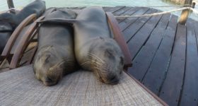 Katzenklappen schließen, die Robben kommen! Die seal silly season [dt.: Verrückte Robben-Saison] in Neuseeland hat begonnen.