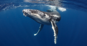 Wale als juristische Personen: Ein Blick auf ihre Bedeutung für die Ureinwohner und den Naturschutz